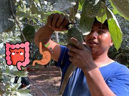 Estas frutas te pueden ayudar a resolver el malestar de inflamación estomacal en tu cuerpo. SUN / ARCHIVO