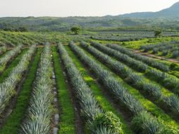 Las líneas de acción de la Estrategia de Sustentabilidad Agave-Tequila se interrelacionan con 16 de los 17 ODS. ESPECIAL