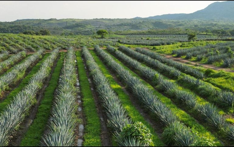 Las líneas de acción de la Estrategia de Sustentabilidad Agave-Tequila se interrelacionan con 16 de los 17 ODS. ESPECIAL
