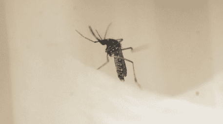 Las autoridades del IMSS-Bienestar también mantienen acciones de control. EFE / ARCHIVO