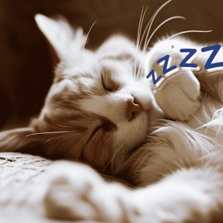 ¿Cuál es el significado de que mi gato duerma tanto?