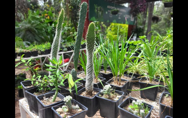 Ubicado en avenida Patria, el vivero tiene pasillos y recovecos por los que es fácil perderse entre las macetas y las hojas que van cayendo, pero que son un espacio en el que la ‘jungla de concreto’ en la que se está convirtiendo la ZMG queda fuera de este lugar. EL INFORMADOR / O. González