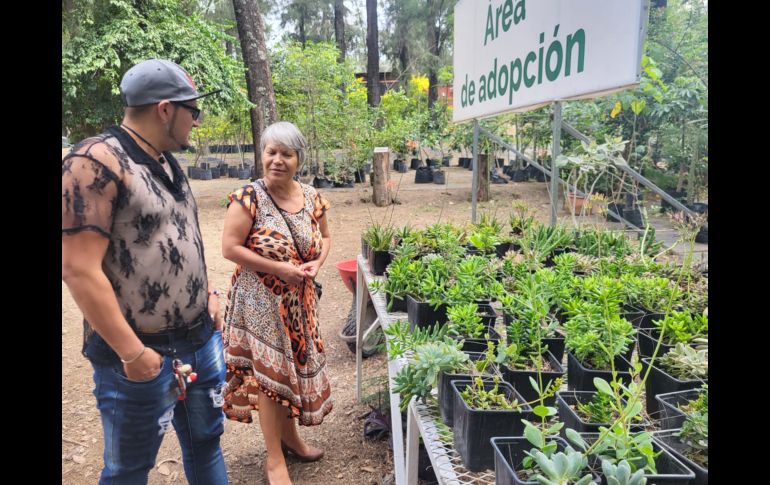 Ubicado en avenida Patria, el vivero tiene pasillos y recovecos por los que es fácil perderse entre las macetas y las hojas que van cayendo, pero que son un espacio en el que la ‘jungla de concreto’ en la que se está convirtiendo la ZMG queda fuera de este lugar. EL INFORMADOR / O. González