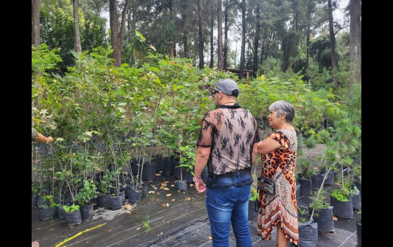 Ubicado en avenida Patria, el vivero tiene pasillos y recovecos por los que es fácil perderse entre las macetas y las hojas que van cayendo, pero que son un espacio en el que la ‘jungla de concreto’ en la que se está convirtiendo la ZMG queda fuera de este lugar. EL INFORMADOR / O. González