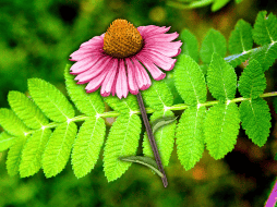 Además, a esta planta se le han atribuido efectos ansiolíticos, antidepresivos y citotóxicos. NTX / ARCHIVO