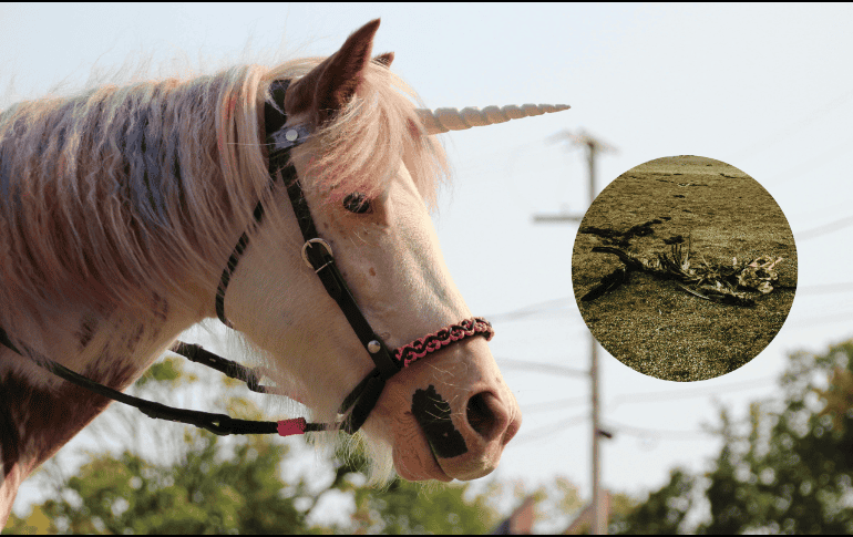 Este animal vivió mucho más tiempo en comparación con el resto de su especie. Pexels