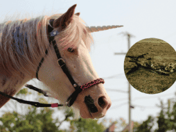 Este animal vivió mucho más tiempo en comparación con el resto de su especie. Pexels