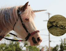 Este animal vivió mucho más tiempo en comparación con el resto de su especie. Pexels