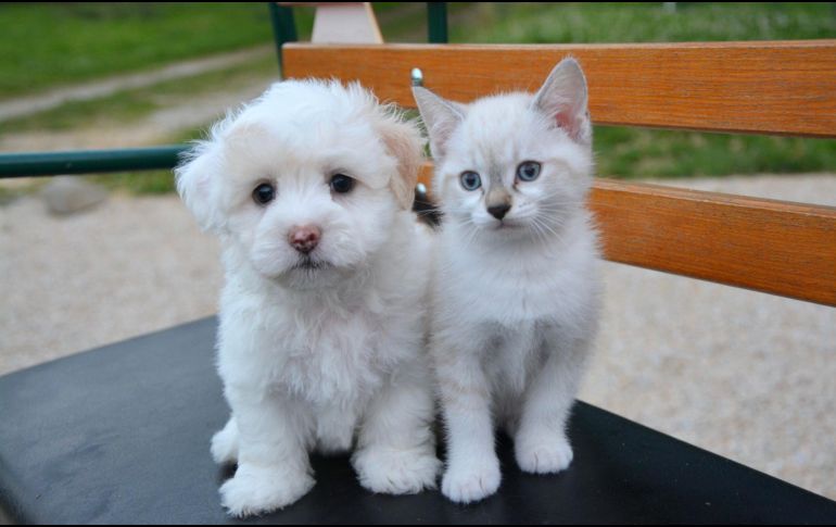 Lo más importante es reconocer y apreciar las capacidades únicas de cada especie. Al final del día, la inteligencia se manifiesta de diferentes maneras y, tanto los perros como los gatos, aportan un valor incalculable a nuestras vidas. CANVA