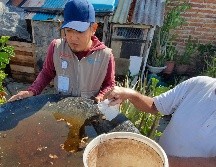 En la semana epidemiológica 38 Jalisco se tienen registrados 6 mil 547 casos confirmador de dengue según el reporte de la Secretaría de Salud. EL INFORMADOR/ ARCHIVO.