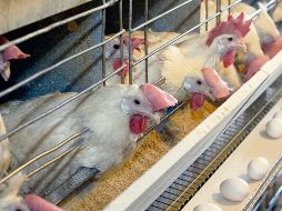 Durante 2023, la avicultura creció 2.7% para finalizar con una producción total de alimentos de 6.87 millones de toneladas. EL INFORMADOR/Archivo