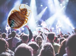 Las picaduras de chinches suelen aparecer en áreas expuestas de la piel, como brazos, piernas y cuello. ESPECIAL / PIXABAY / AP