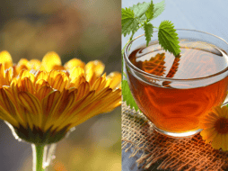 Esta flor es reconocida por sus propiedades medicinales y curativas. ESPECIAL/Imagen de Heike Frohnhoff en Pixabay/Imagen de Mareefe en Pixabay