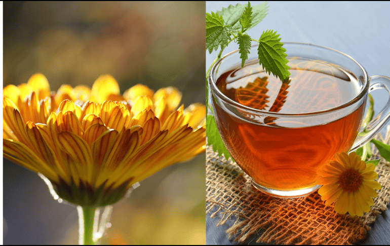 Esta flor es reconocida por sus propiedades medicinales y curativas. ESPECIAL/Imagen de Heike Frohnhoff en Pixabay/Imagen de Mareefe en Pixabay