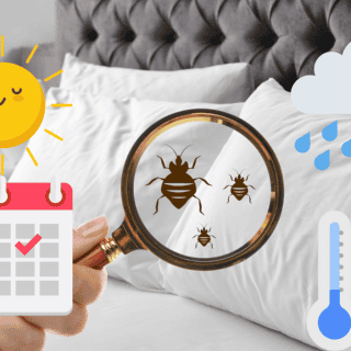 ¿En qué temporada del año se reproducen más rápido las chinches?