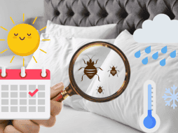 Estos molestos insectos suelen reproducirse con más facilidad y rapidez en esta temporada del año y no lo sabías. ESPECIAL/ CANVA