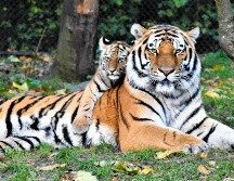 Ninguno de los 30 trabajadores que atendían a los felinos dio positivo por gripe aviar. UNSPLASH / WALDEMAR