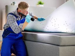 IA revela 3 métodos efectivos para deshacerte de las chinches