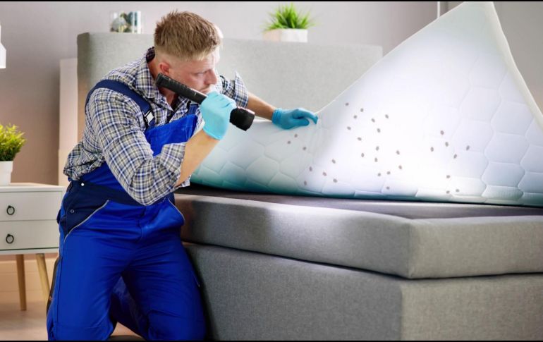 IA revela 3 métodos efectivos para deshacerte de las chinches