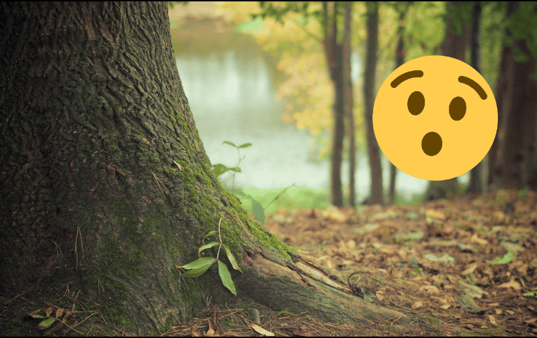 Este árbol fue bautizado como “Sheba” y se menciona en textos históricos. Pixabay