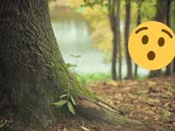 Este árbol fue bautizado como “Sheba” y se menciona en textos históricos. Pixabay