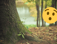 Este árbol fue bautizado como “Sheba” y se menciona en textos históricos. Pixabay