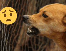 La rabia es un problema grave de salud pública que afecta a más de 150 países. Pixabay