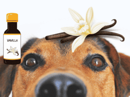 Aunque muchas personas aseguran que la vainilla en dañina para nuestras mascotas perrunas, hay presentaciones que sí pueden ser consumidas por ellos. CANVA/ ESPECIAL