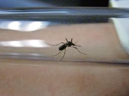 La Secretaría de Salud Jalisco recomienda a la ciudadanía mantenerse pendiente síntomas sospechosos. SUN / ARCHIVO