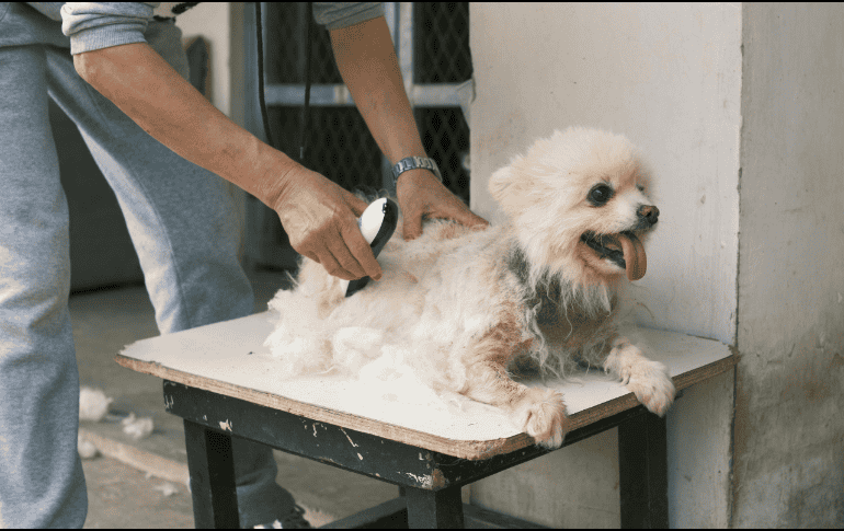 Si la cantidad de pelo es demasiada, se recomienda que apliques el truco las veces que consideres necesarias. Pexels