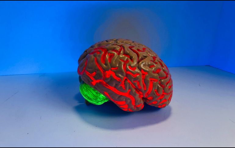 El cerebro desempeña un intenso trabajo energético. UNSPLASH / N. CONELL