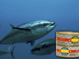 El atún es rico en proteínas, ácidos grasos Omega 3, selenio, fósforo, hierro, magnesio, zinc y vitaminas D y B12. EFE / EL INFORMADOR / ARCHIVO