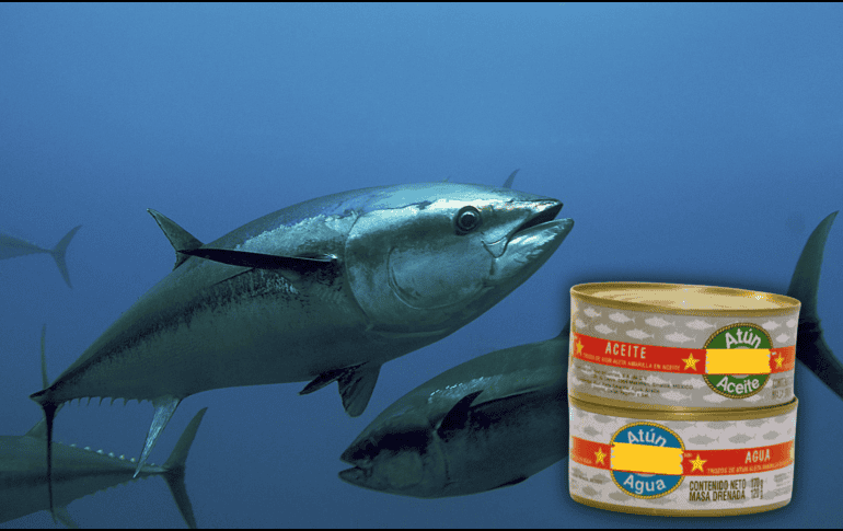 El atún es rico en proteínas, ácidos grasos Omega 3, selenio, fósforo, hierro, magnesio, zinc y vitaminas D y B12. EFE / EL INFORMADOR / ARCHIVO