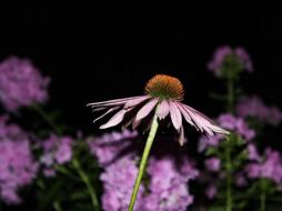 A la hora de cuidar de la salud humana, la medicina tradicional ha incursionado en la implementación de diversas plantas, hierbas, semillas y raíces. Pixabay