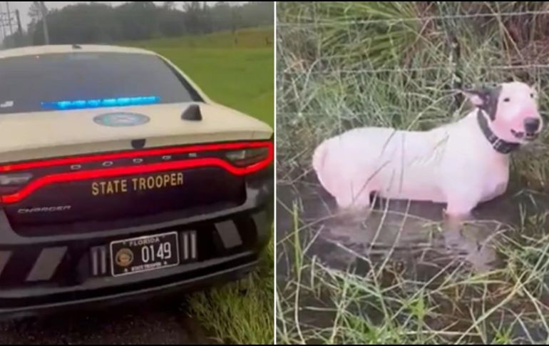 La vida de las mascotas es igual de valiosa que la de las personas. ESPECIAL / X / @Protect_Wldlife