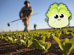 La vitamina A que aporta la lechuga es esencial para la visión, el crecimiento, el desarrollo de los huesos y el mantenimiento de los tejidos corporales.  AFP / ARCHIVO