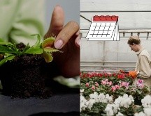 Las plantas carnívoras se alimentan de pequeños insectos. ESPECIAL/Pexels y CANVA