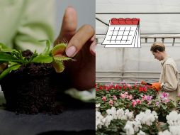 Las plantas carnívoras se alimentan de pequeños insectos. ESPECIAL/Pexels y CANVA