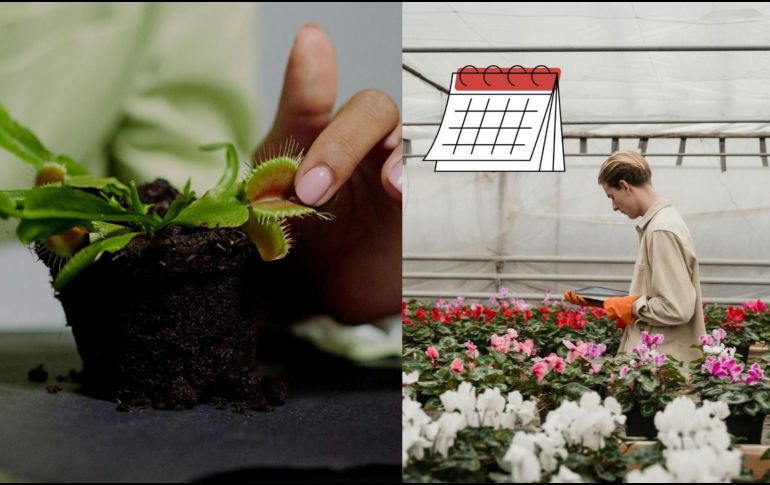 Las plantas carnívoras se alimentan de pequeños insectos. ESPECIAL/Pexels y CANVA
