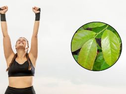 Muchas personas que consumen la guayusa en infusión reportan mejoras en su digestión y alivio de problemas digestivos menores. ESPECIAL / FREEPIK