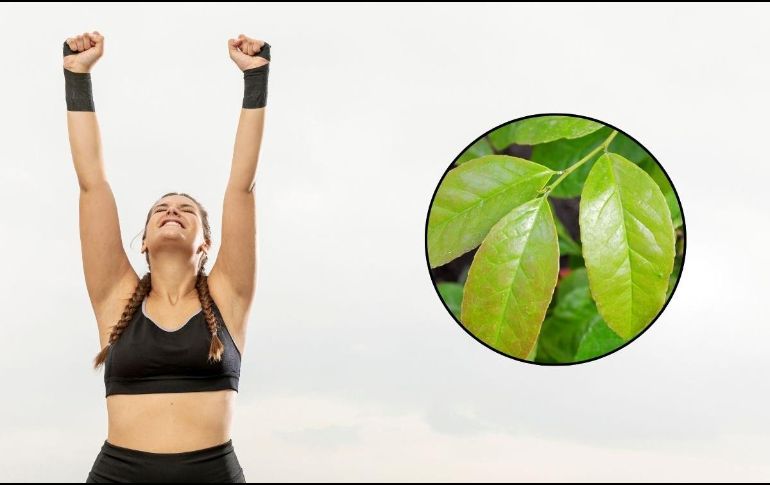 Muchas personas que consumen la guayusa en infusión reportan mejoras en su digestión y alivio de problemas digestivos menores. ESPECIAL / FREEPIK