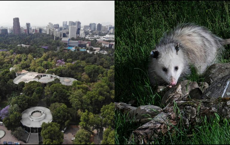 El tlacuache es considerado como el único marsupial mexicano. ESPECIAL/ NOTIMEX/ Archivo y Unsplash