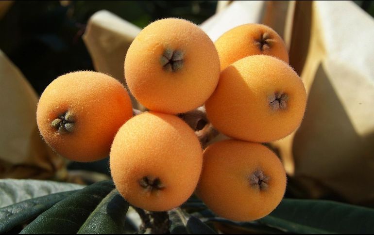 Entre otras aplicaciones medicinales que tiene el níspero, también se utiliza para mejorar la circulación. Pixabay.