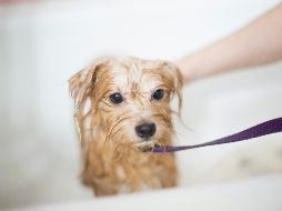 Si no se trata, la dermatitis puede empeorar y afectar la calidad de vida del perro. UNSPLASH / B. LEHMAN