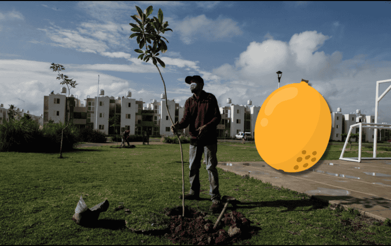 Las flores de este fruto son empleadas por sus efectos expectorantes, lo que las hace útiles en el tratamiento de afecciones respiratorias. EL INFORMADOR / ARCHIVO