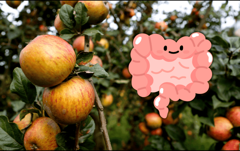 La manzana es rica en flavonoides, compuestos bioactivos que tienen un efecto antioxidante y antiinflamatorio en el cuerpo. Al ser fermentada, sus propiedades se intensifican. NTX / ARCHIVO