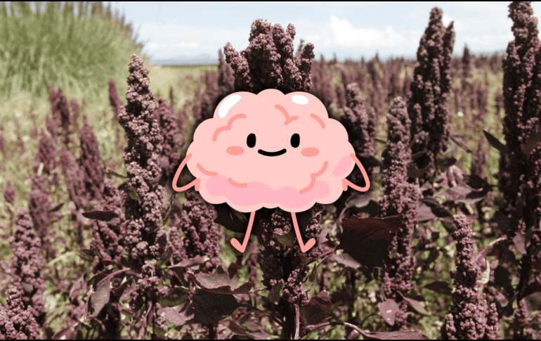 El tipo de alimentación que decidimos tener impacta directamente en el cerebro, ayudando a protegerlo del paso del tiempo. EFE / ARCHIVO