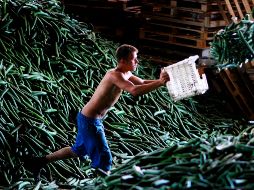 El pepino es un alimento con un alto contenido de agua y bajo en calorías, lo que lo convierte en un ingrediente habitual en dietas enfocadas al bienestar y la hidratación. EFE / ARCHIVO