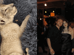 Sobre tener un león como mascota, la Norma Oficial Mexicana NOM-059-SEMARNAT-2010 permite la tenencia de animales exóticos o salvajes, siempre y cuando no estén en peligro de extinción. ESPECIAL