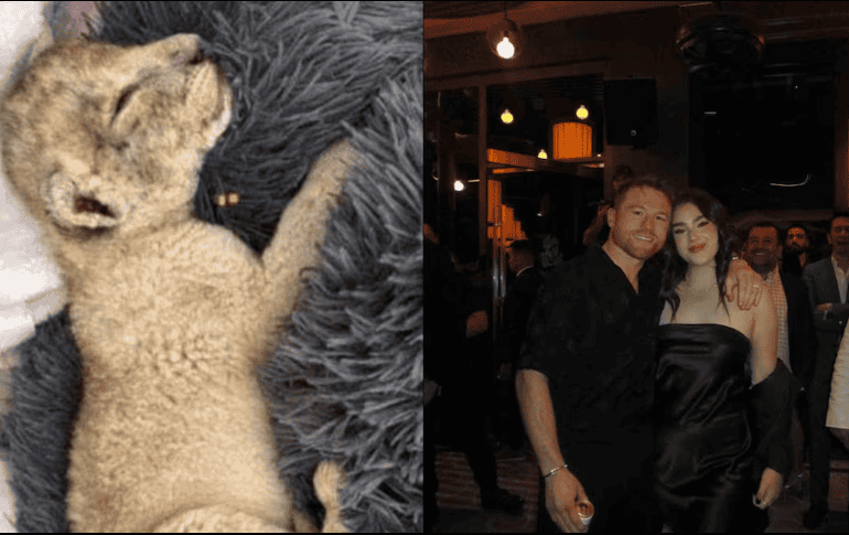 Sobre tener un león como mascota, la Norma Oficial Mexicana NOM-059-SEMARNAT-2010 permite la tenencia de animales exóticos o salvajes, siempre y cuando no estén en peligro de extinción. ESPECIAL